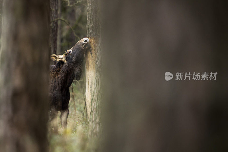 驼鹿(Alces Alces)